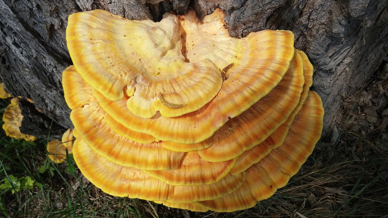 Reishi Mushrooms Effects Explained: Timeline, Benefits, Dosages and Ho