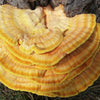 Reishi Mushrooms Effects Explained: Timeline, Benefits, Dosages and How They Work