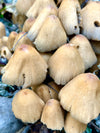 Multi Mushroom Supplement: Unlock the Power of Fungi