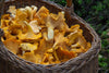 Should You Take Mushroom Supplements on an Empty Stomach